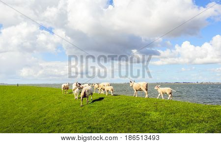 Backsides of little lambs and mature sheep walking away on an embankment next to an estuary in the Netherlands. It is springtime nwo.