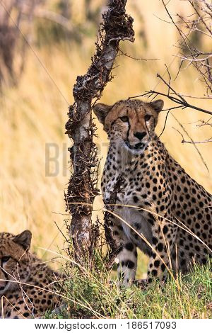 Two cheetahs near the tree. Kenya, Africa