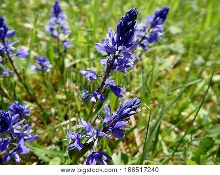 Common Milkwort , (Polygala vulgaris) , Blue flower