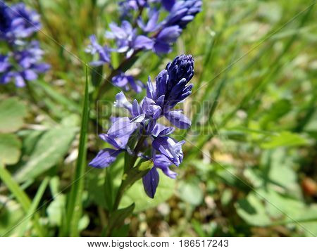 Common Milkwort , (Polygala vulgaris) , Blue flower