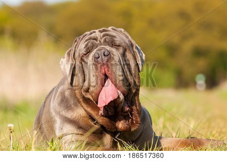 Neapolitan Mastiff On A Meadow