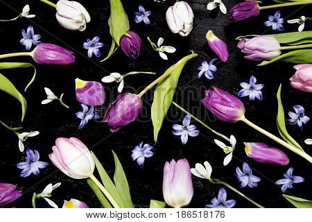 Tulips and a hyacinth flowers on black background