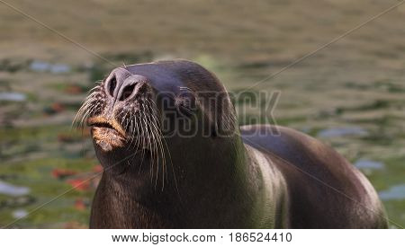 Seals float in water with a nose of water. Deail on the head of the seals.