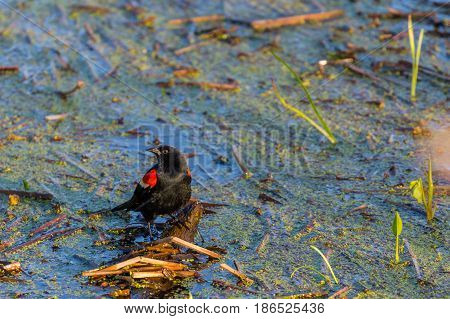 Red-winged black bird (Agelaius phoeniceus) male, perched on a floating stick in a marsh