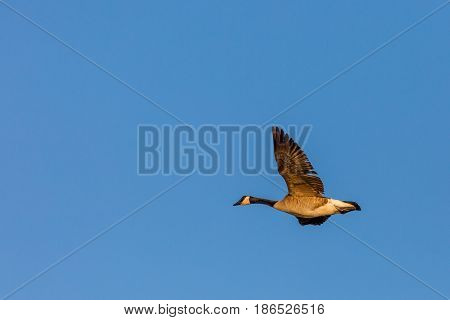 Canada Goose (branta canadensis) flying in a blue sky in Wisconsin during the spring migration