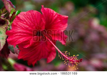 Soft Focus Of Red Hibiscus Flower, Red Flower Or Chaba In Thai