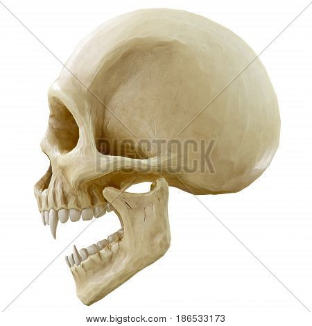 The vampire skull on white background. 3d rendering.