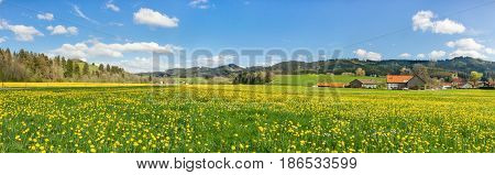 Beautiful yellow flower meadow with some village houses and barns.