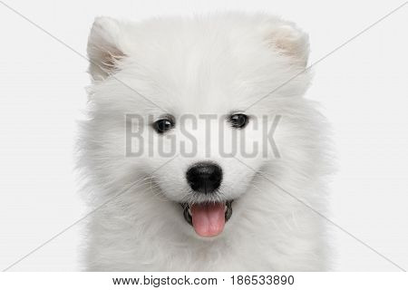 Portrait of Furry Samoyed Puppy isolated on White background, front view