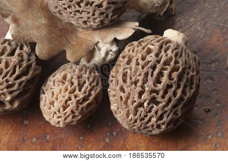 Morel fungus close up shot local focus