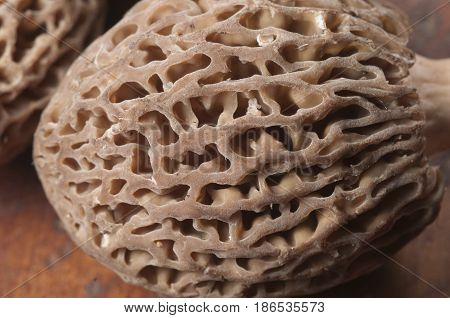 Morel fungus close up shot local focus