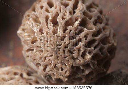 Morel fungus close up shot local focus