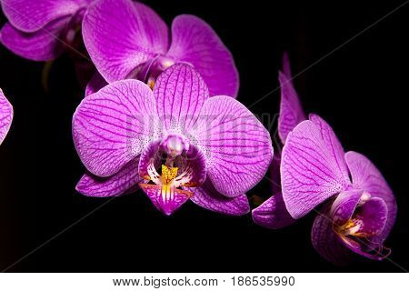 Beautiful purple orchidea flower with black background