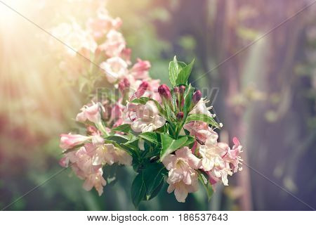 Flower bells in meadow lit by sunlight - beautiful nature in spring