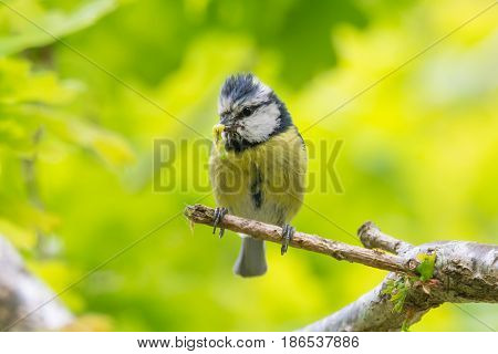 Blue tit (Cyanistes caeruleus) with caterpillar in beak. Bird in the family Paridae collecting invertebrates to feed chicks in nest