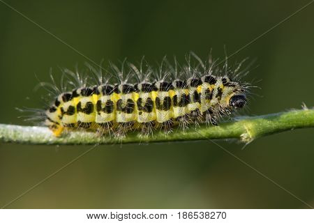Narrow-bordered five-spot burnet moth (Zygaena lonicerae) caterpillar profile. A yellow and black moth larva in the family Zygaenidae with warning coloration and hair
