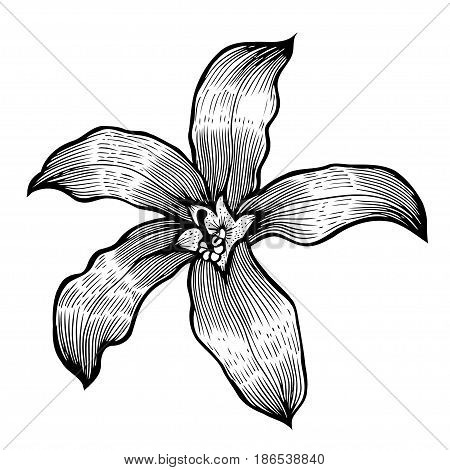 Lily Hand drawn flower, isolated on white