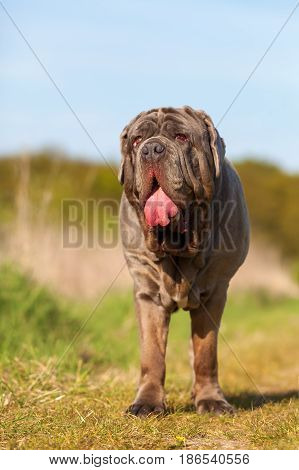 Neapolitan Mastiff On A Meadow