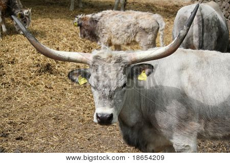 Podolian cow with big horns