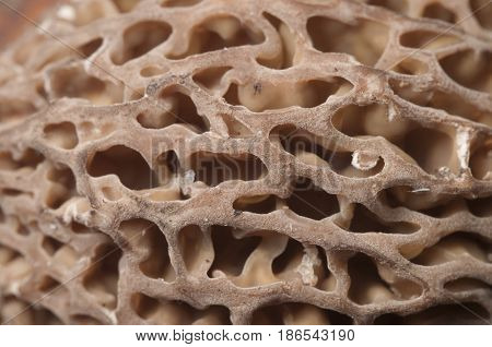 Morel fungus close up shot local focus