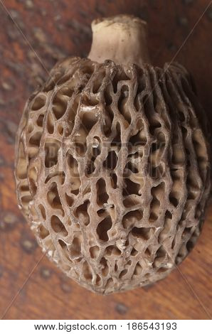 Morel fungus close up shot local focus
