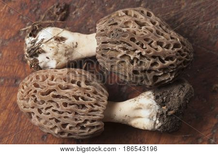 Morel fungus close up shot local focus