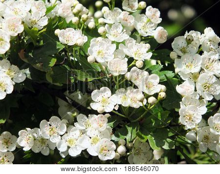 wild hawthorn flowers in spring in british woodland