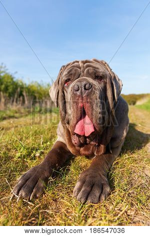 Neapolitan Mastiff On A Meadow