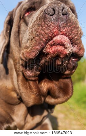 Closeup Of An Neapolitan Mastiff