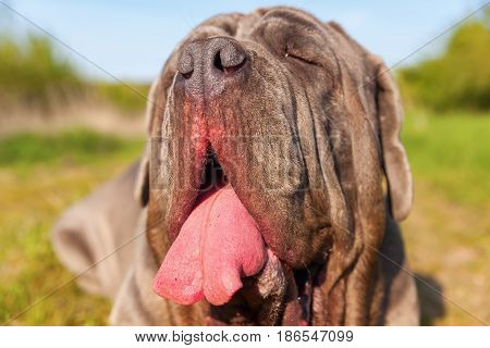 Closeup Of An Neapolitan Mastiff