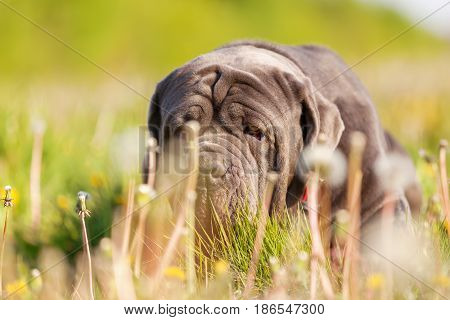 Neapolitan Mastiff On A Meadow