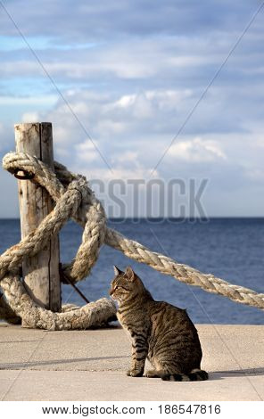 Port cat and rope on seafront in sun summer day. Turkey Erdek coast of Marmara.