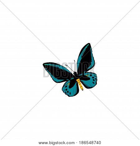 Realistic Lexias Element. Vector Illustration Of Realistic Demophoon Isolated On Clean Background. Can Be Used As Blue, Sky And Fly Symbols.