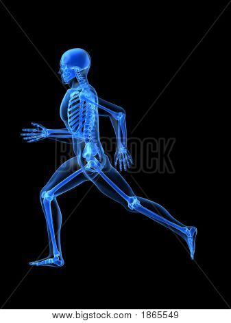 Běžící muž anatomie