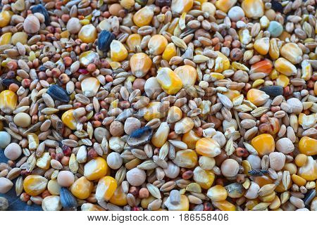 Bird seed a variety of millet, sunflower seed, cracked corn and other seeds used as bird food.