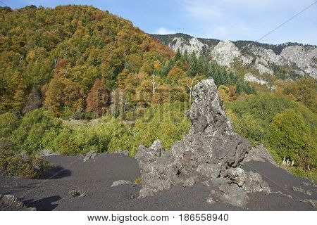 Trees covered in colourful autumn foliage rising out of the lava fields in Conguillio National Park in the Araucania region of Chile