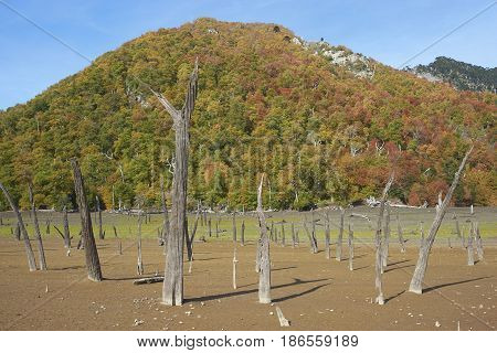 Autumn colours on the forested hillsides surrounding Laguna Verde in Conguillio National Park in Araucania, southern Chile. Stumps of dead trees in the foreground.