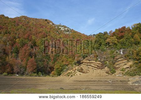 Trees covered in colourful autumn foliage rising out of the lava fields in Conguillio National Park in the Araucania region of Chile