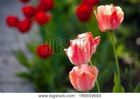 Flowers Tulips Are Red-yellow On A Background Of Green