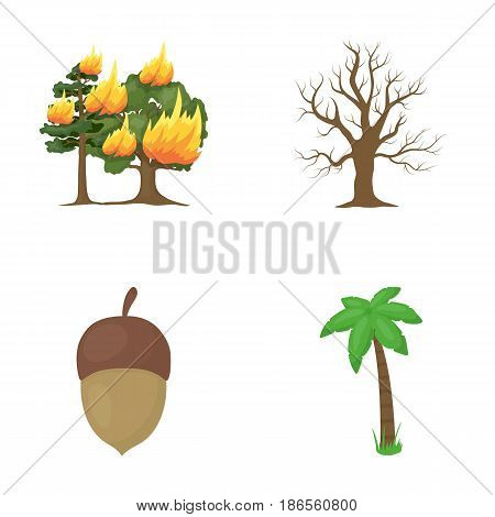 Burning tree, palm, acorn, dry tree.Forest set collection icons in cartoon style vector symbol stock illustration .