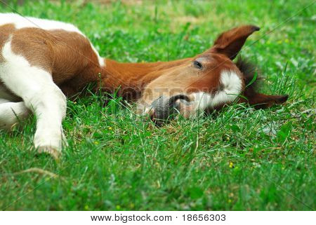 Dormire a cavallo.