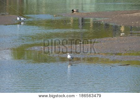 A small seagull is looking - Tsaritsyno park - Moscow, Russia