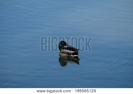 A drake is posing - Tsaritsyno park - Moscow, Russia