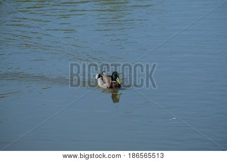 A drake is swimming - Tsaritsyno park - Moscow, Russia