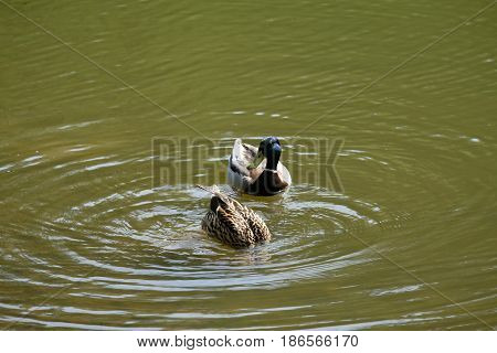 A drake is swimming and a duck is fishing - Tsaritsyno park - Moscow, Russia