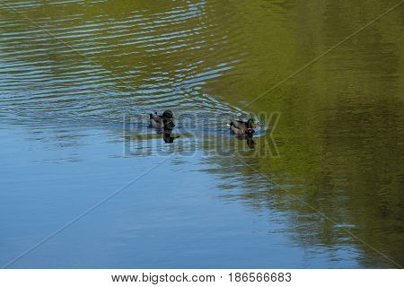 Duck family swimming home - Tsaritsyno park - Moscow, Russia