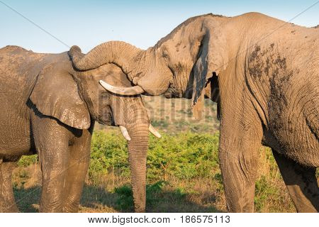 Two African elephant family members communicating and interacting through touch
