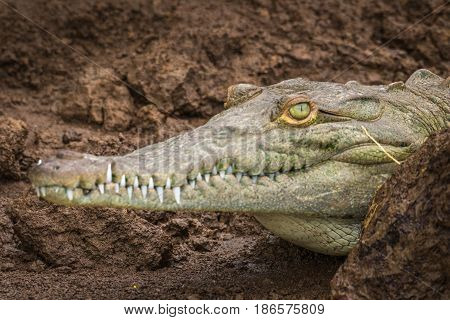 Young green crocodile on the brown muddy edge of the Tarcoles River in Costa Rica