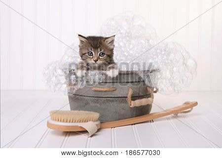 Kitten in Washtub Getting Groomed By Bubble Bath