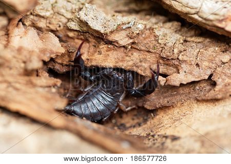 A black Euscorpius italicus scorpion a common scorpion in the Mediterranean region.